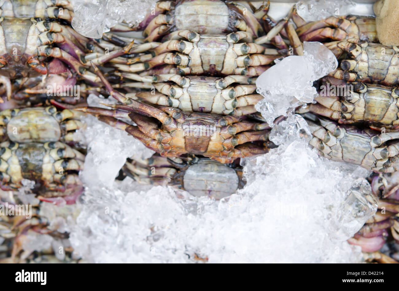 crabs in ice , market of thailand Stock Photo