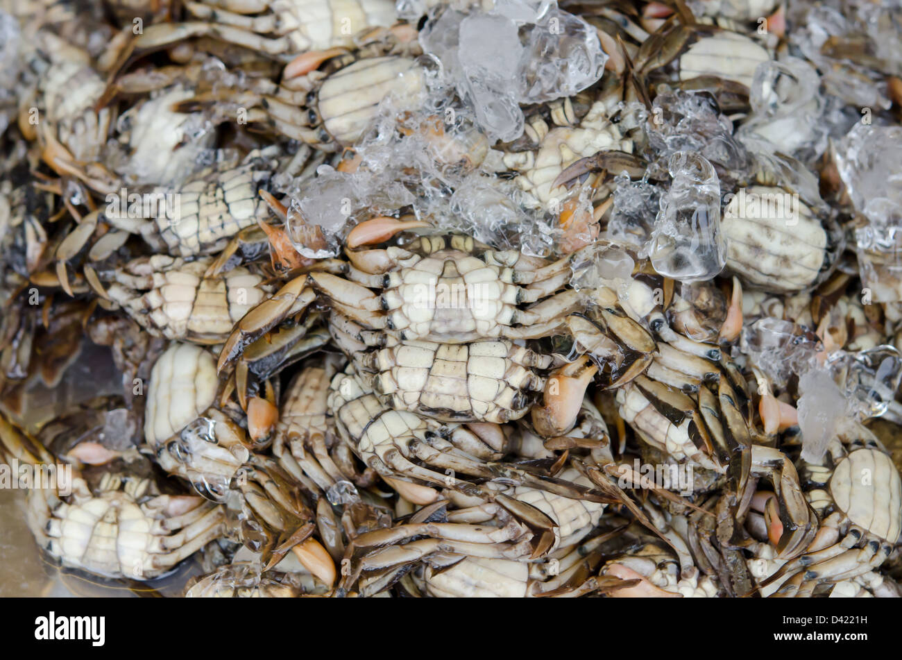 crabs in ice for sale in market of thailand Stock Photo