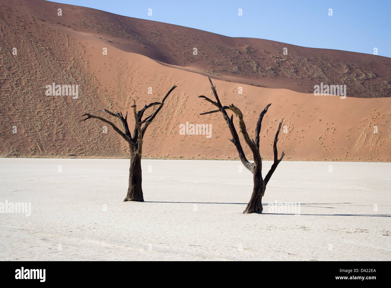 Dead tree deadvlei namibia hi-res stock photography and images - Alamy