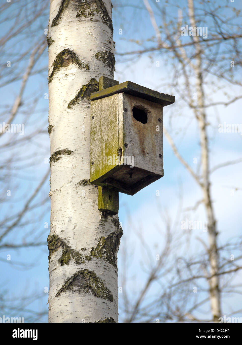 Wooden bird feeder affixed to birch tree Stock Photo