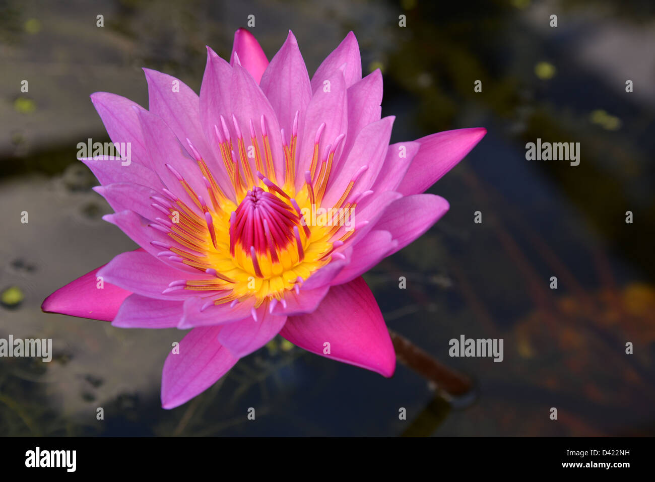 Purple Pink Water Lily Yellow Center Flower with Water in a Pond. Stock Photo