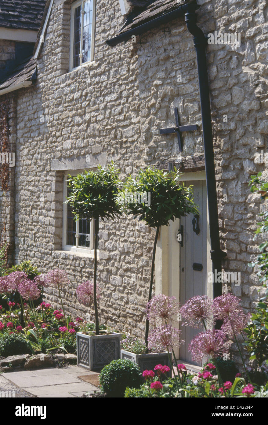 Bay trees in square pots on either side of front door in stone country cottage with mauve alliums in borders Stock Photo