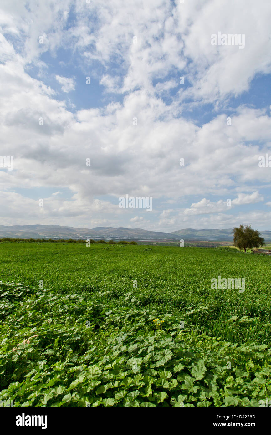 Farm in Jordan valley, Jordan Stock Photo