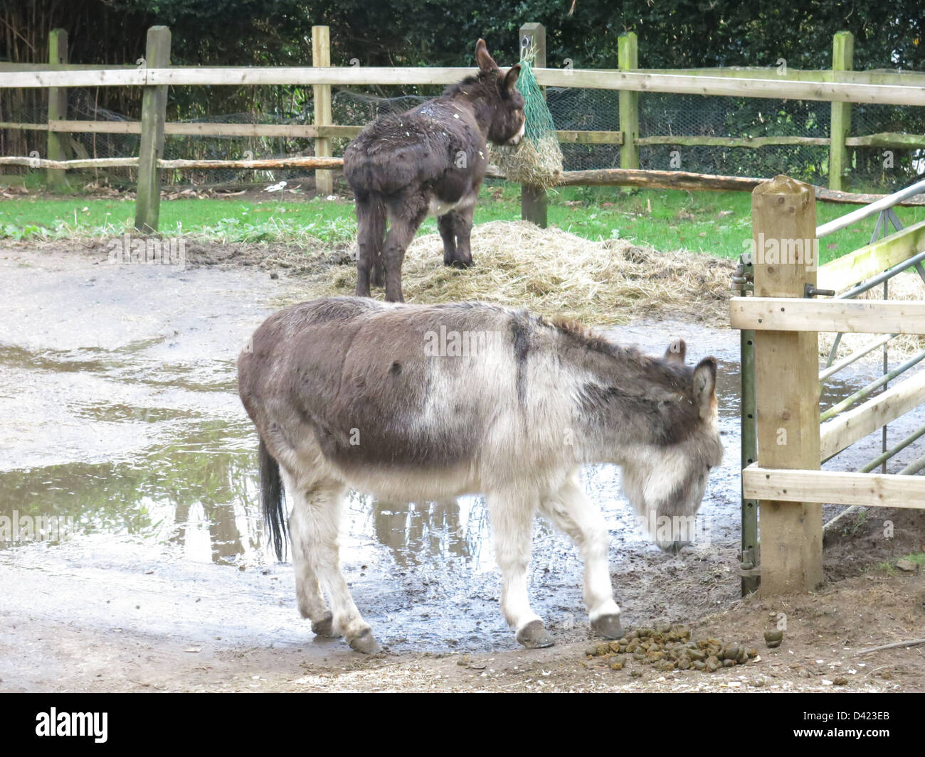 Two Donkeys Jan 2013 Stock Photo