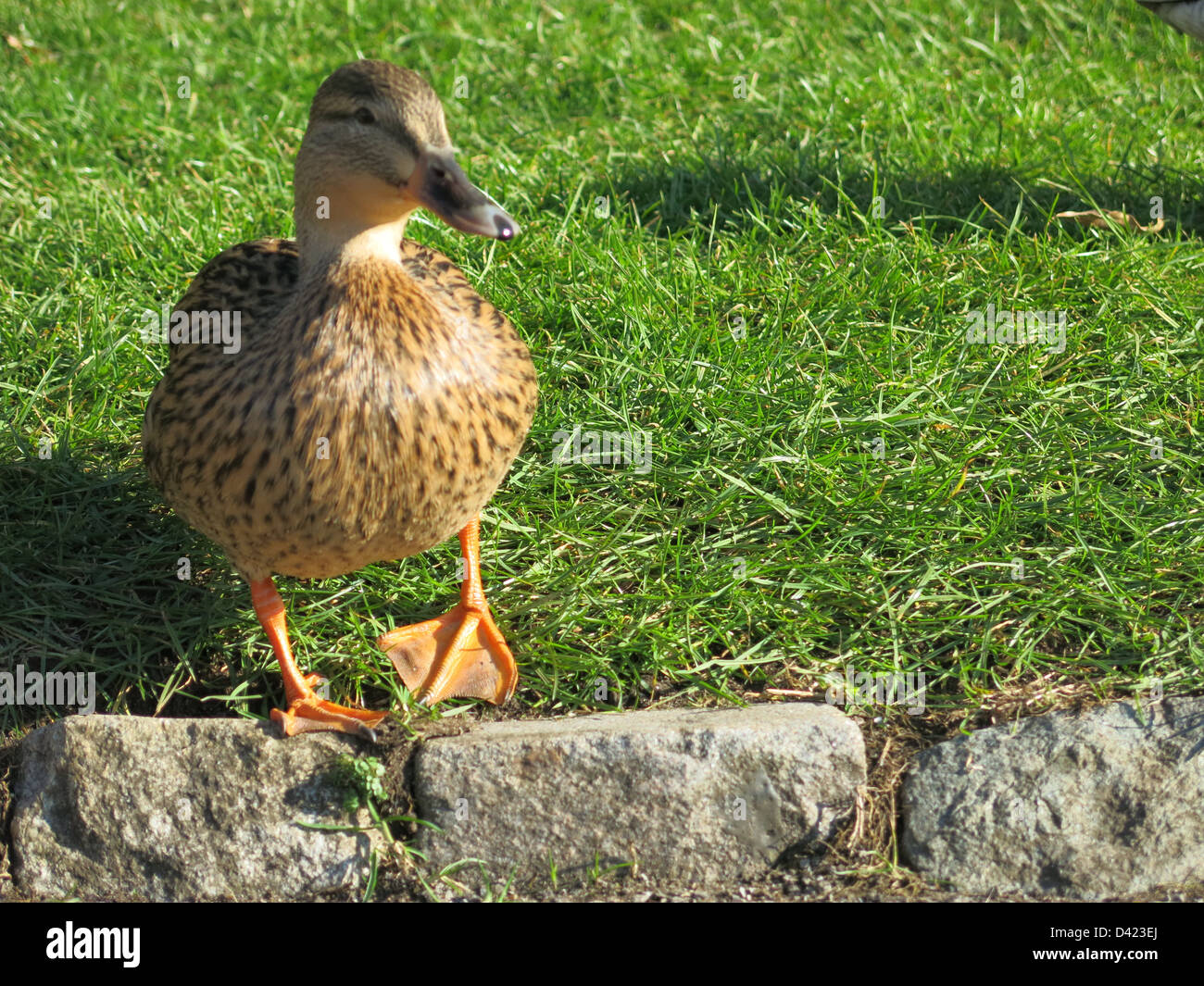 Duck in the spring sunshine Stock Photo