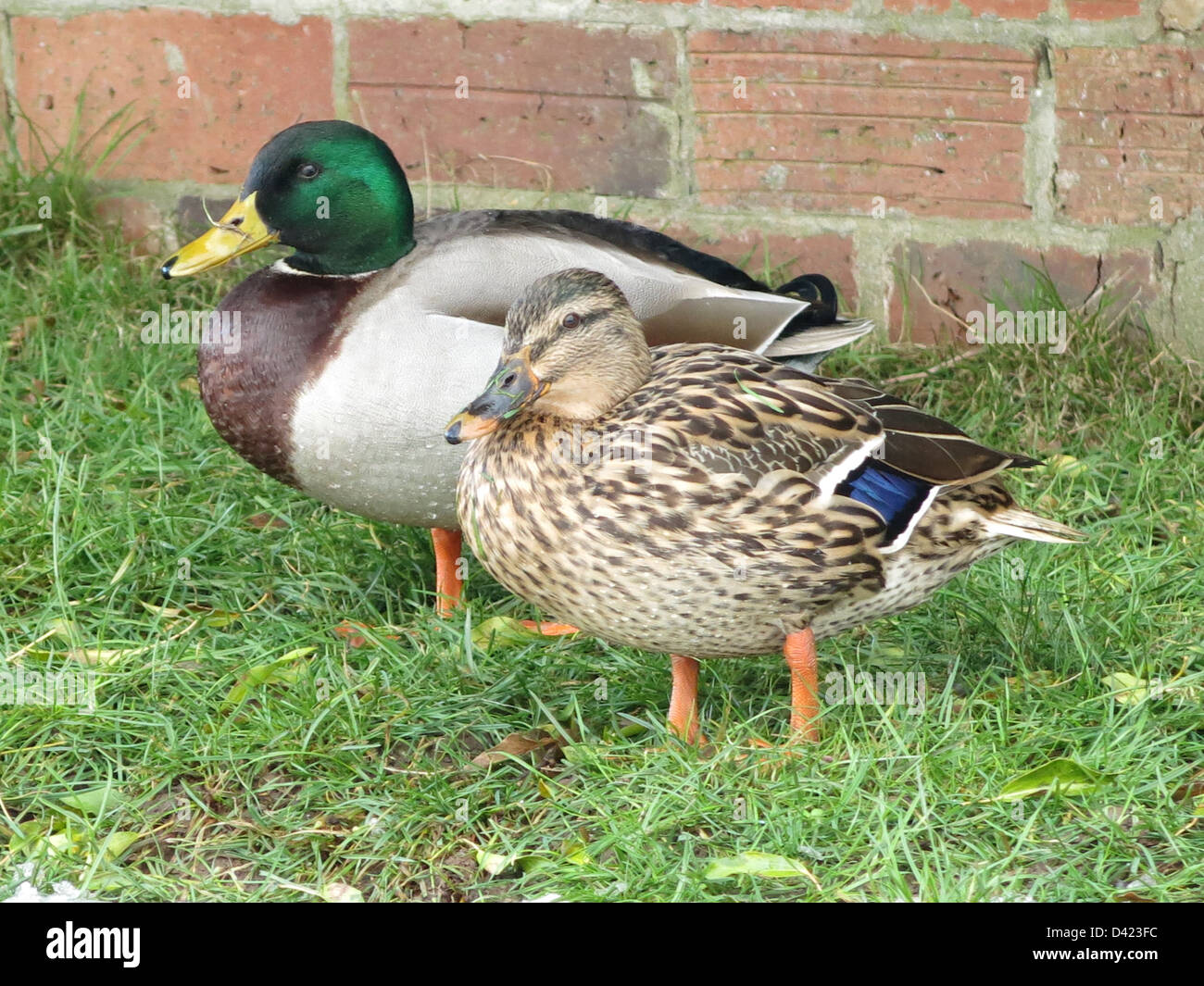 Two Ducks in Surrey Jan 2013 Stock Photo