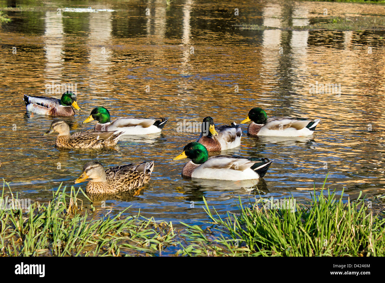 Mallard ducks on Gacka river spring in Majerovo vrilo, Lika, Croatia Stock Photo