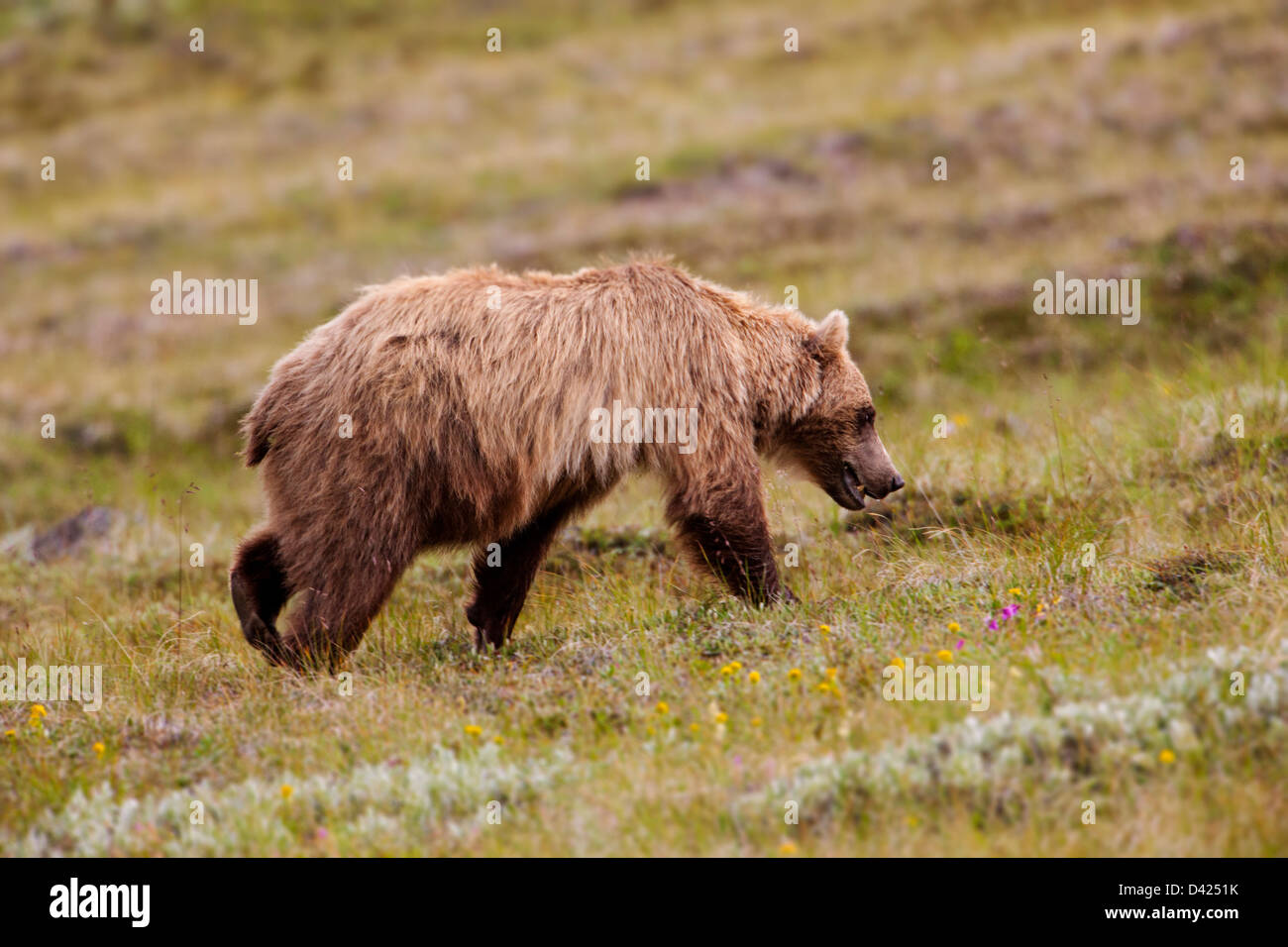 Grizzly bear (Ursus arctos horribilis), Thorofare Pass, Denali National Park & Preserve, Alaska, USA Stock Photo