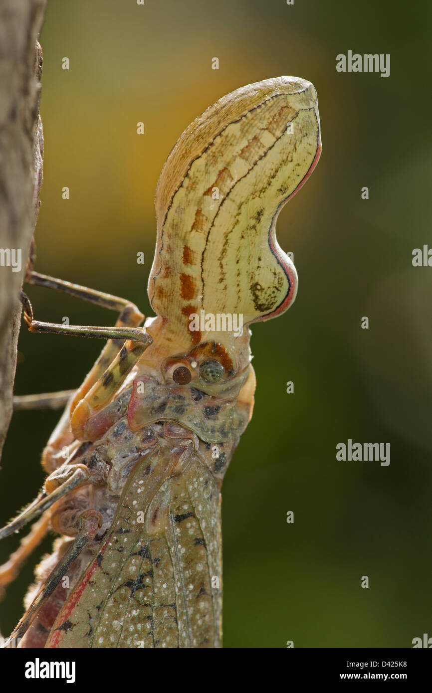 Lantern fly - (Machaca) - Fulgora lampetis - Costa Rica - Tropical dry ...