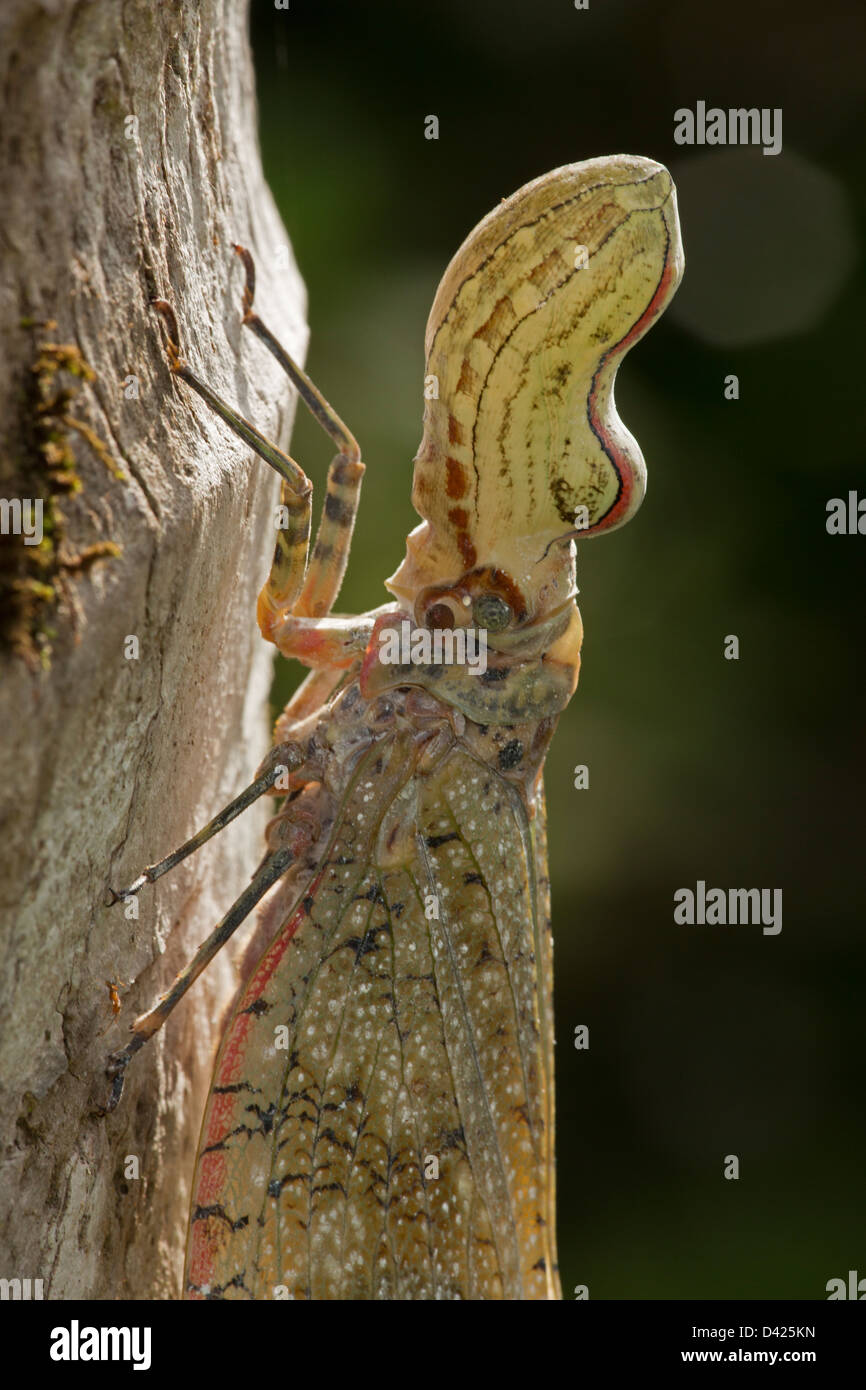 Lantern fly - (Machaca) - Fulgora lampetis - Costa Rica - Tropical dry ...