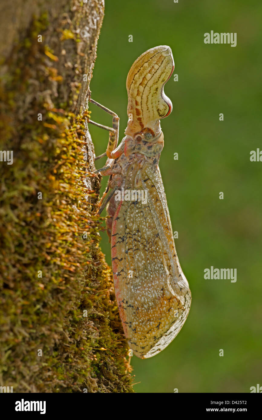 Lantern fly - (Machaca) - Fulgora lampetis - Costa Rica - Tropical dry ...