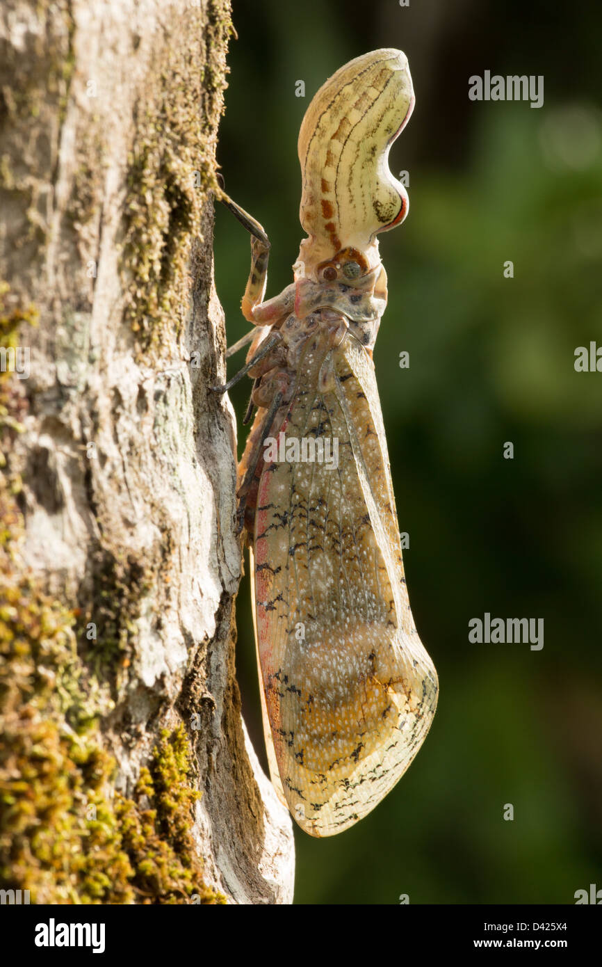 Lantern fly - (Machaca) - Fulgora lampetis - Costa Rica - Tropical dry forest Stock Photo