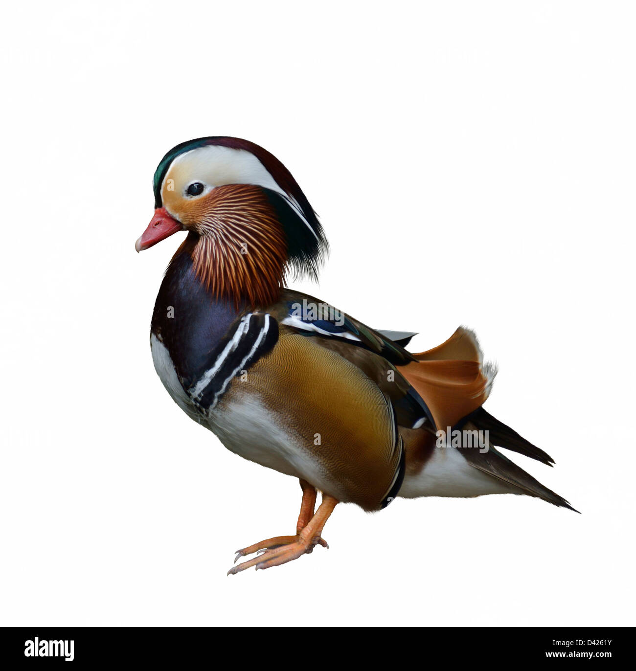 A Colorful Mandarin Duck On White Background Stock Photo