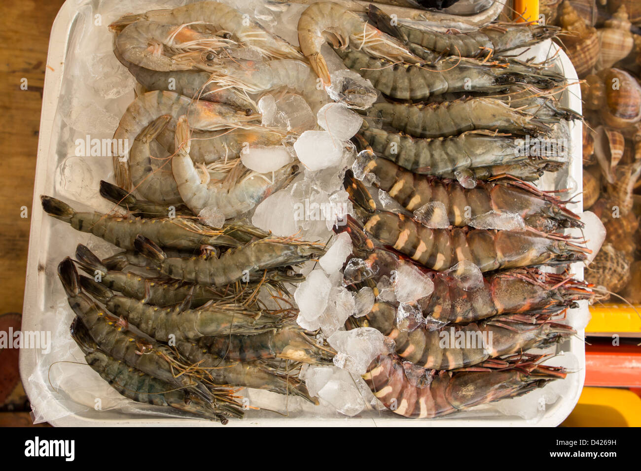 Fresh, raw shrimps and prawns at Jagalchi Fish Market Stock Photo