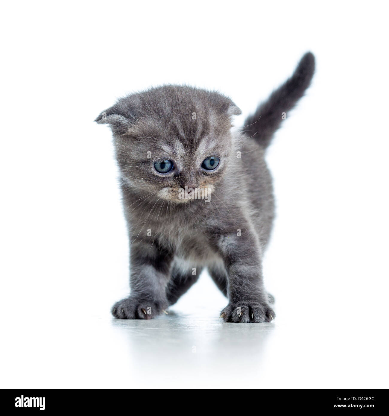 little cat kitten isolated on white Stock Photo - Alamy