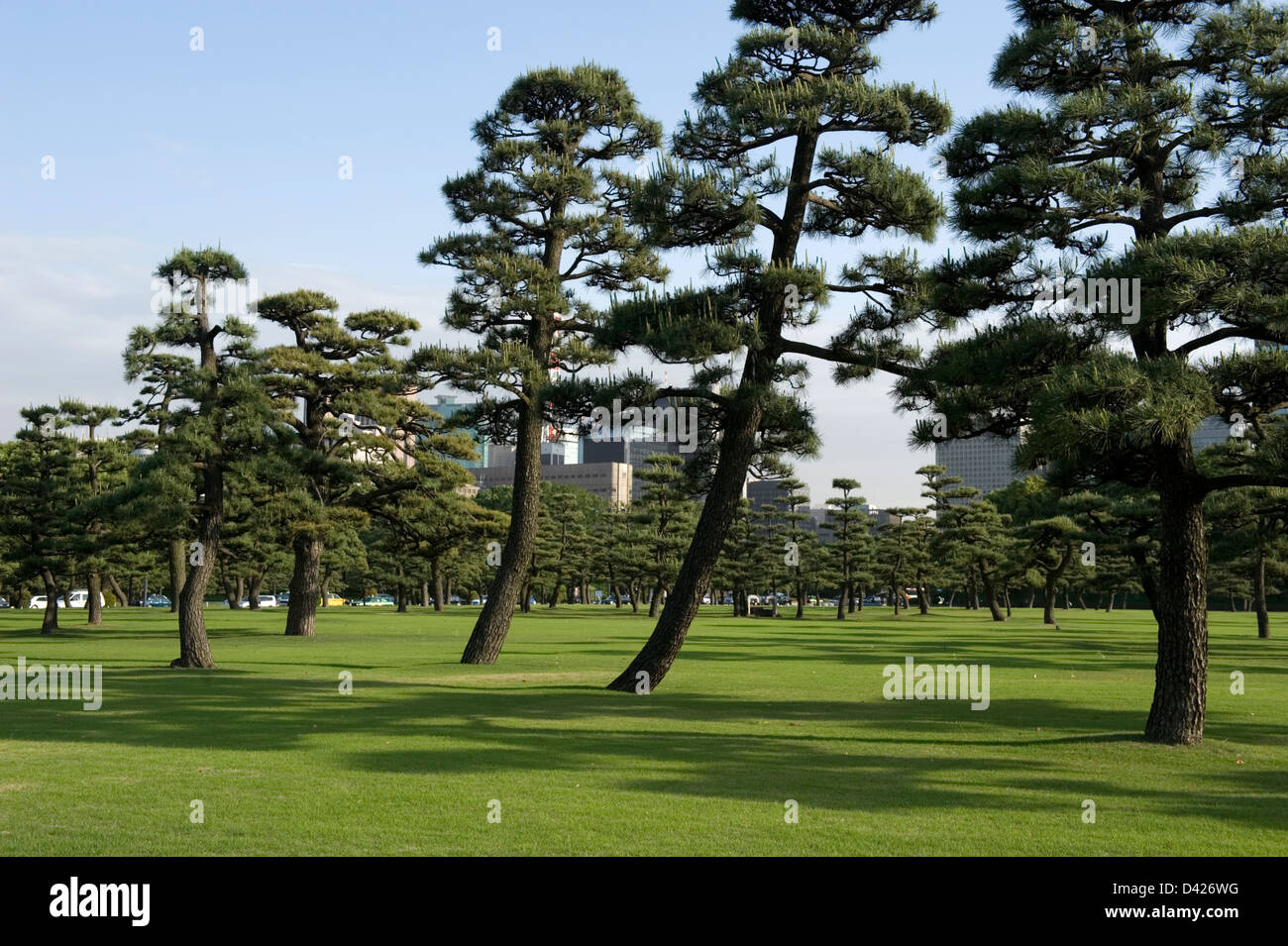 60-year-old matsu pine trees in a field of manicured green lawn on the grounds of the Tokyo Imperial Palace. Stock Photo