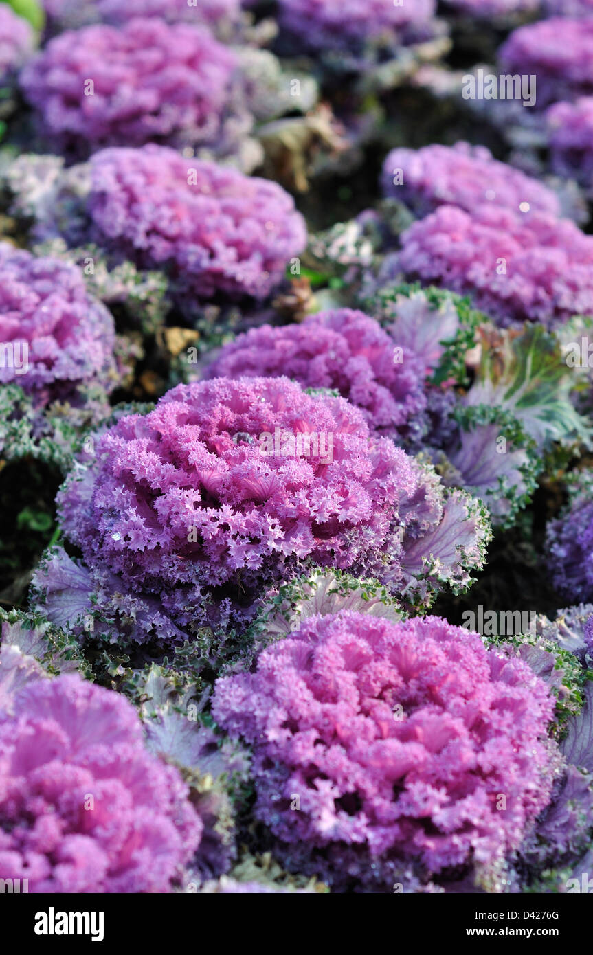 Purple kale hires stock photography and images Alamy