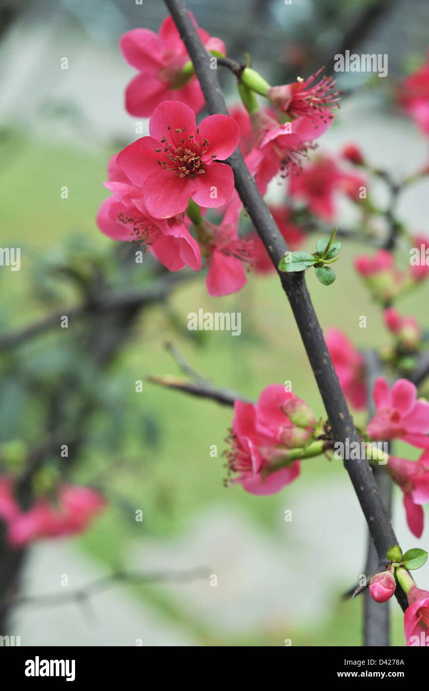 Chaenomeles speciosa flowering quince Stock Photo Alamy