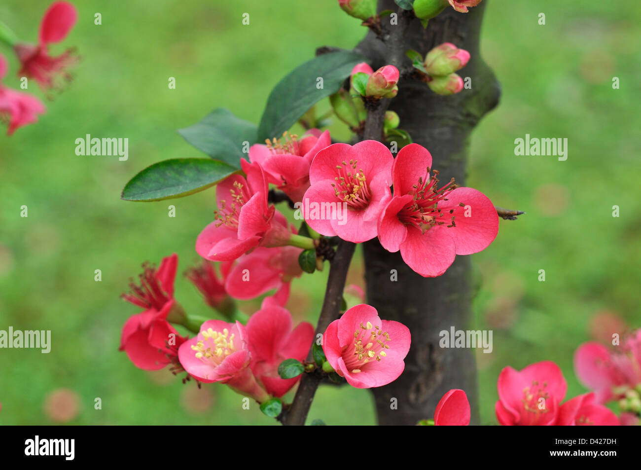 Chaenomeles speciosa flowering quince Stock Photo Alamy