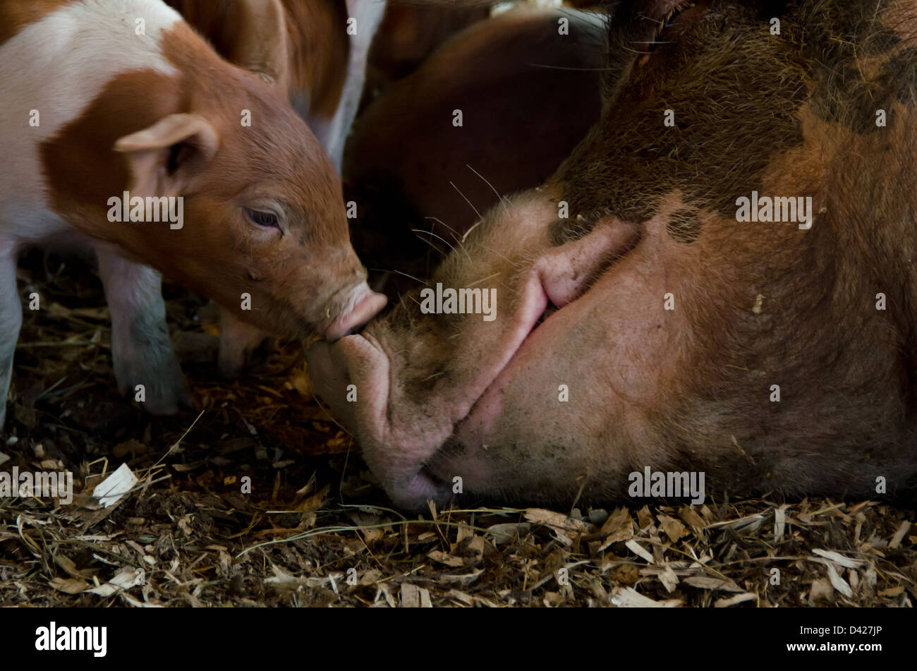 Piglet sniffing mother pig's nose Stock Photo