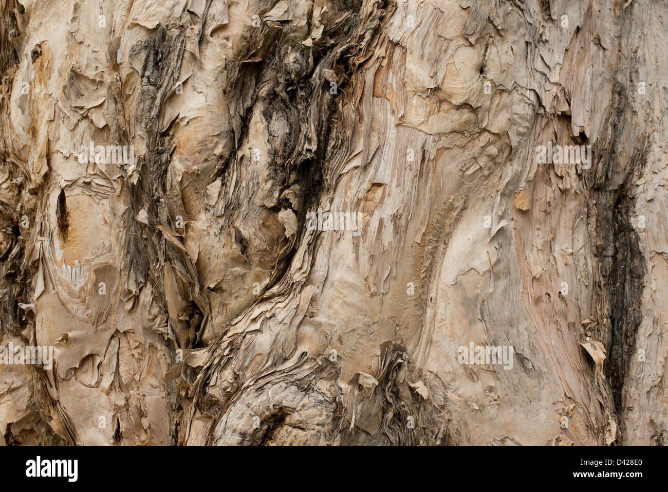 Paperbark tree, detail Stock Photo