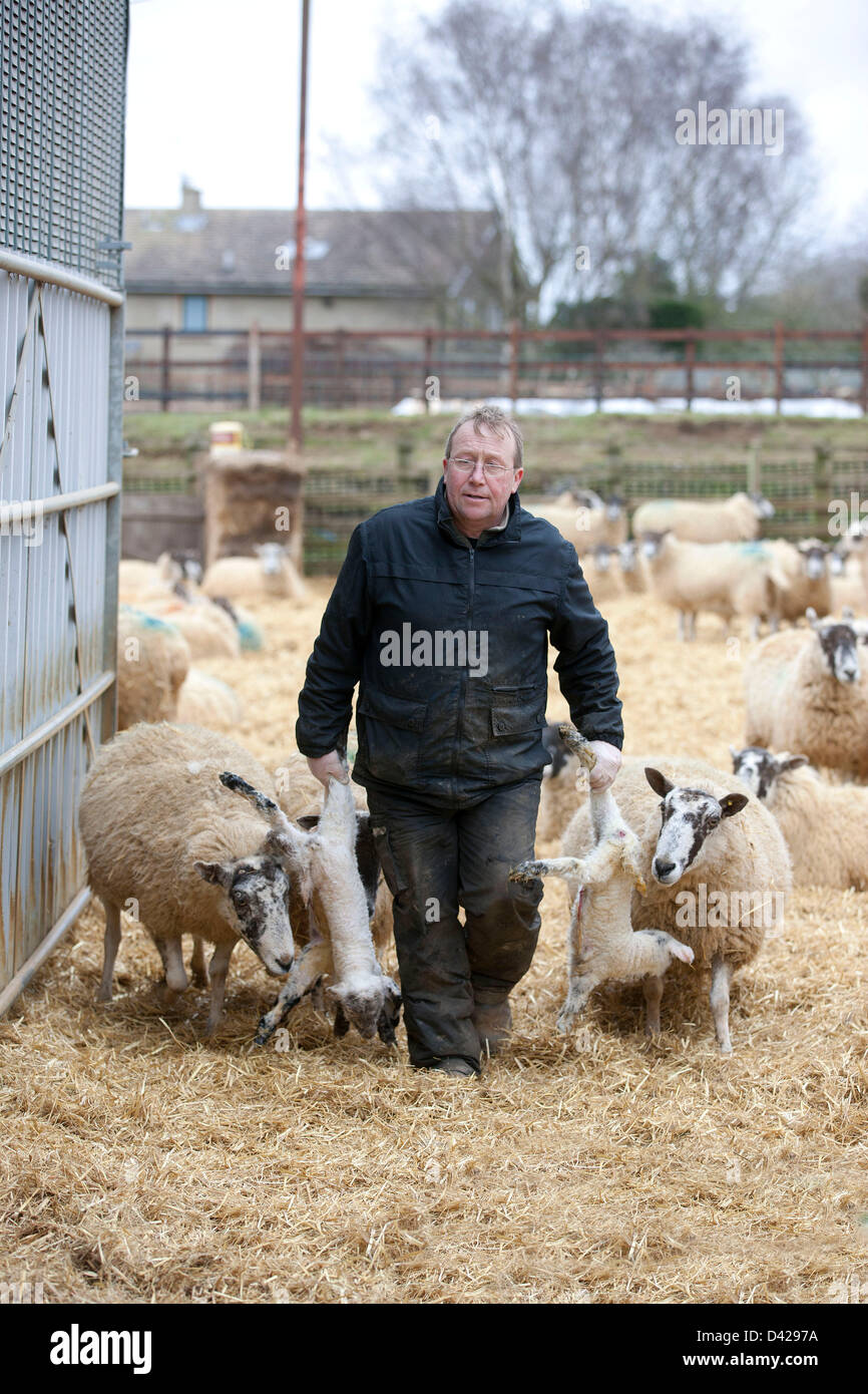Glaston, Rutland, UK. March 2nd 2013. Spring has arrived at Coppice Farm, Glaston, as lambing the farms ewe's get's underway. Shepherd Danny Hurst carries new born lambs into the shed followed by their mothers. Credit: Tim Scrivener/Alamy Live News Stock Photo