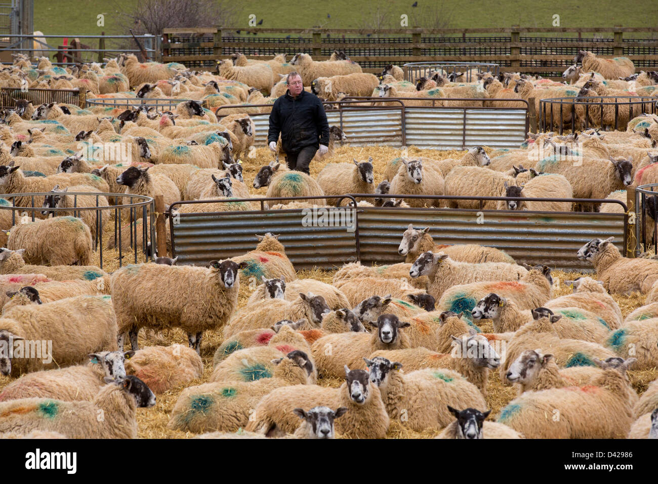 Glaston, Rutland, UK. March 2nd 2013. Spring has arrived at Coppice Farm, Glaston, as lambing the farms ewe's get's underway. Shepherd Danny Hurst checks for new born lambs. Credit: Tim Scrivener/Alamy Live News Stock Photo