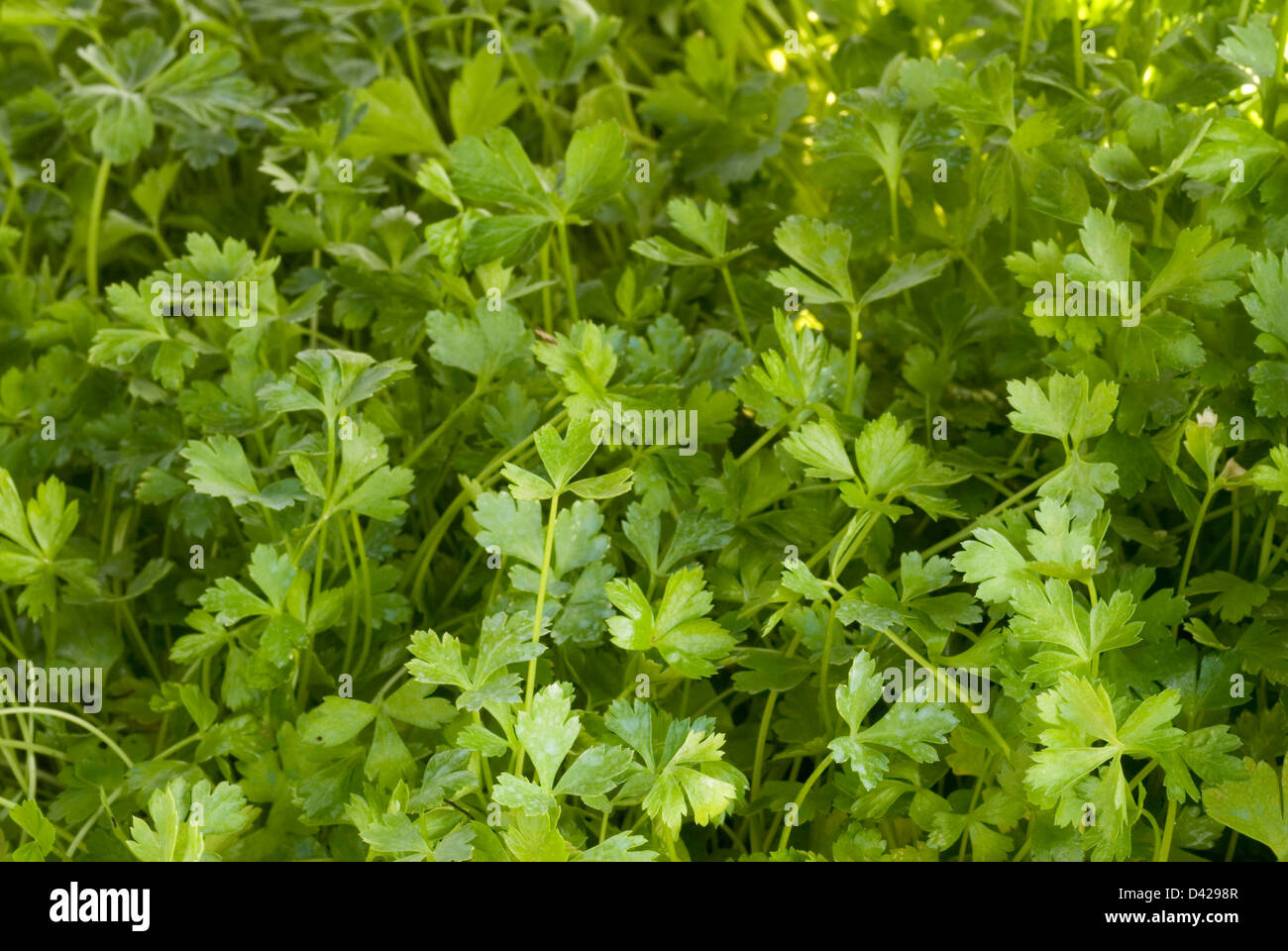 Garden parsley Petroselinum sativum, prezzemolo, Apiaceae Stock Photo