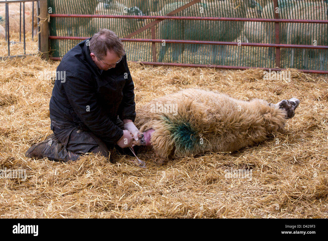 Glaston, Rutland, UK. March 2nd 2013. Spring has arrived at Coppice Farm, Glaston, as lambing the farms ewe's get's underway. Shepherd Danny Hurst helps a ewe to give birth. Credit: Tim Scrivener/Alamy Live News Stock Photo