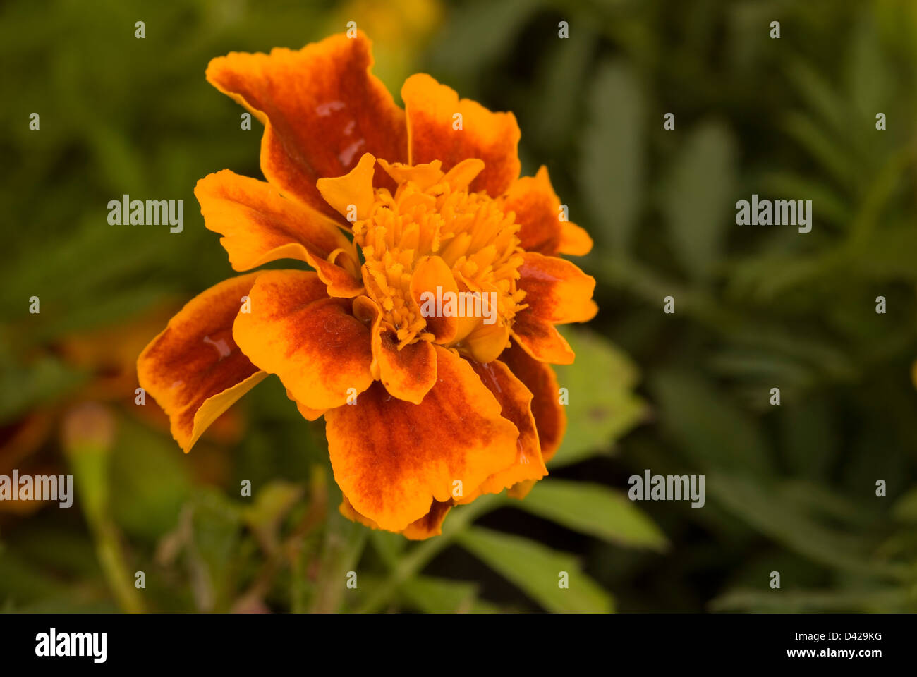 The French marigold, Garofano d'India (Tagetes patula), Asteraceae, Compositae Stock Photo