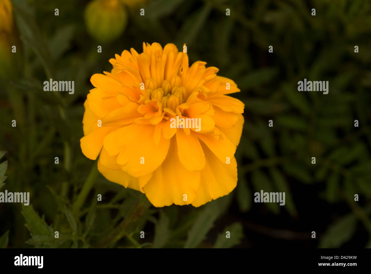 The French marigold, Garofano d'India (Tagetes patula), Asteraceae, Compositae Stock Photo
