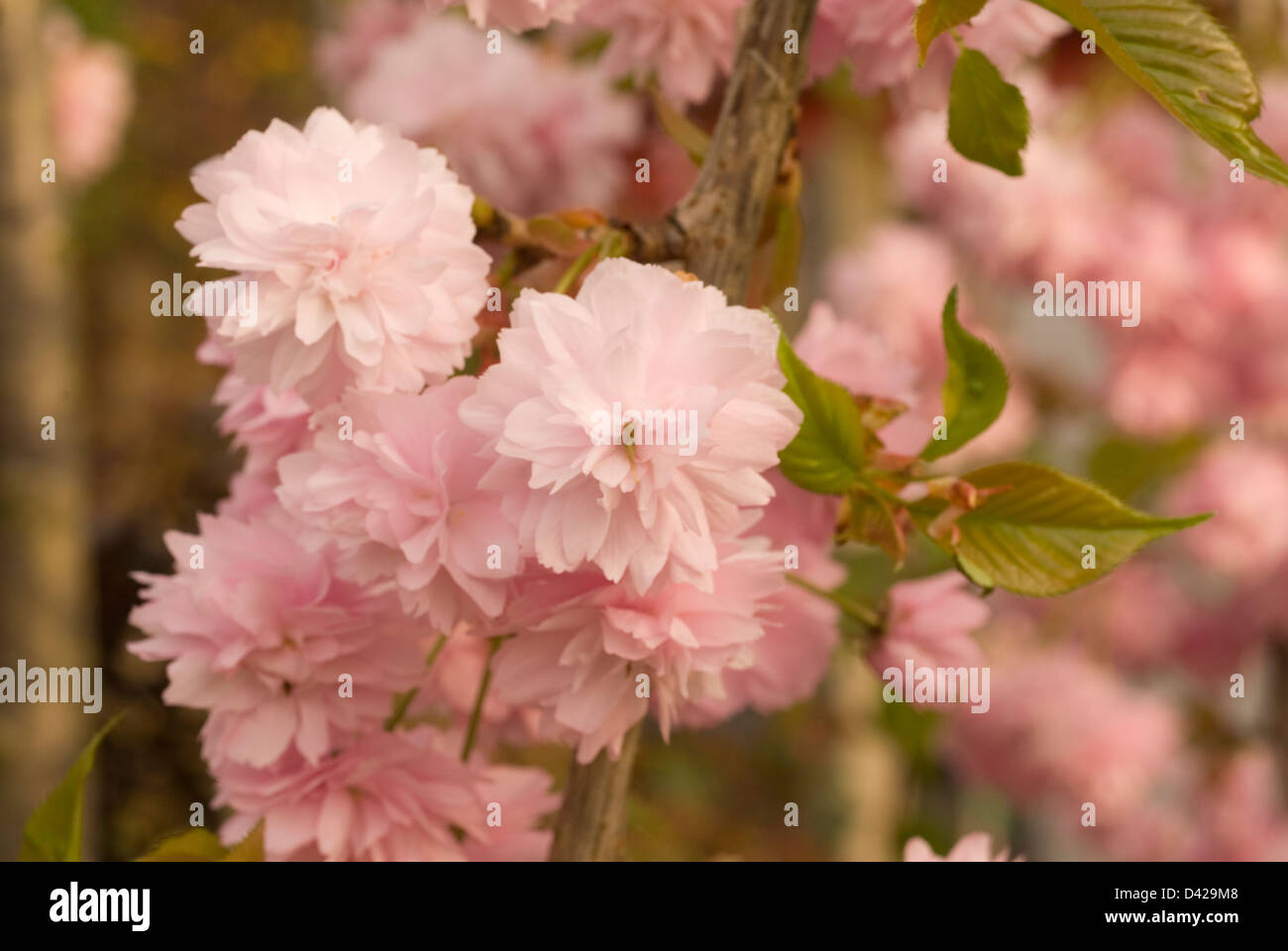 Japanese flowering cherry Prunus serrulata, Rosaceae Stock Photo Alamy