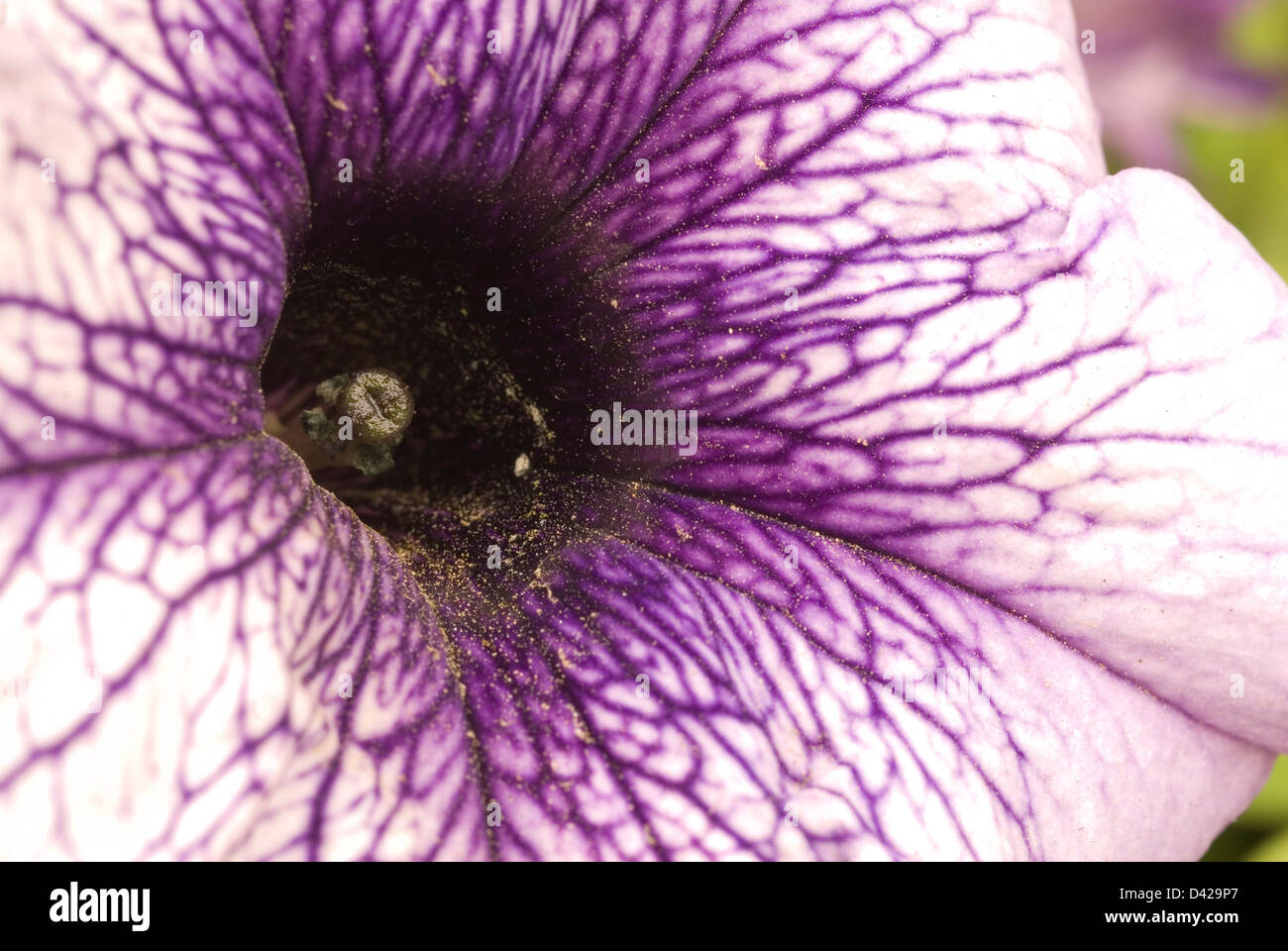 Petunia sp., Solanaceae Stock Photo