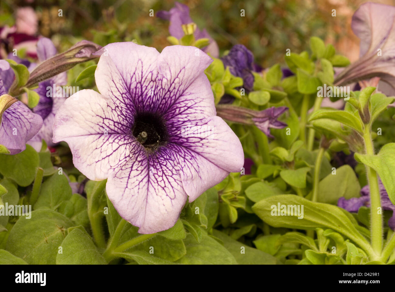 Petunia sp., Solanaceae Stock Photo