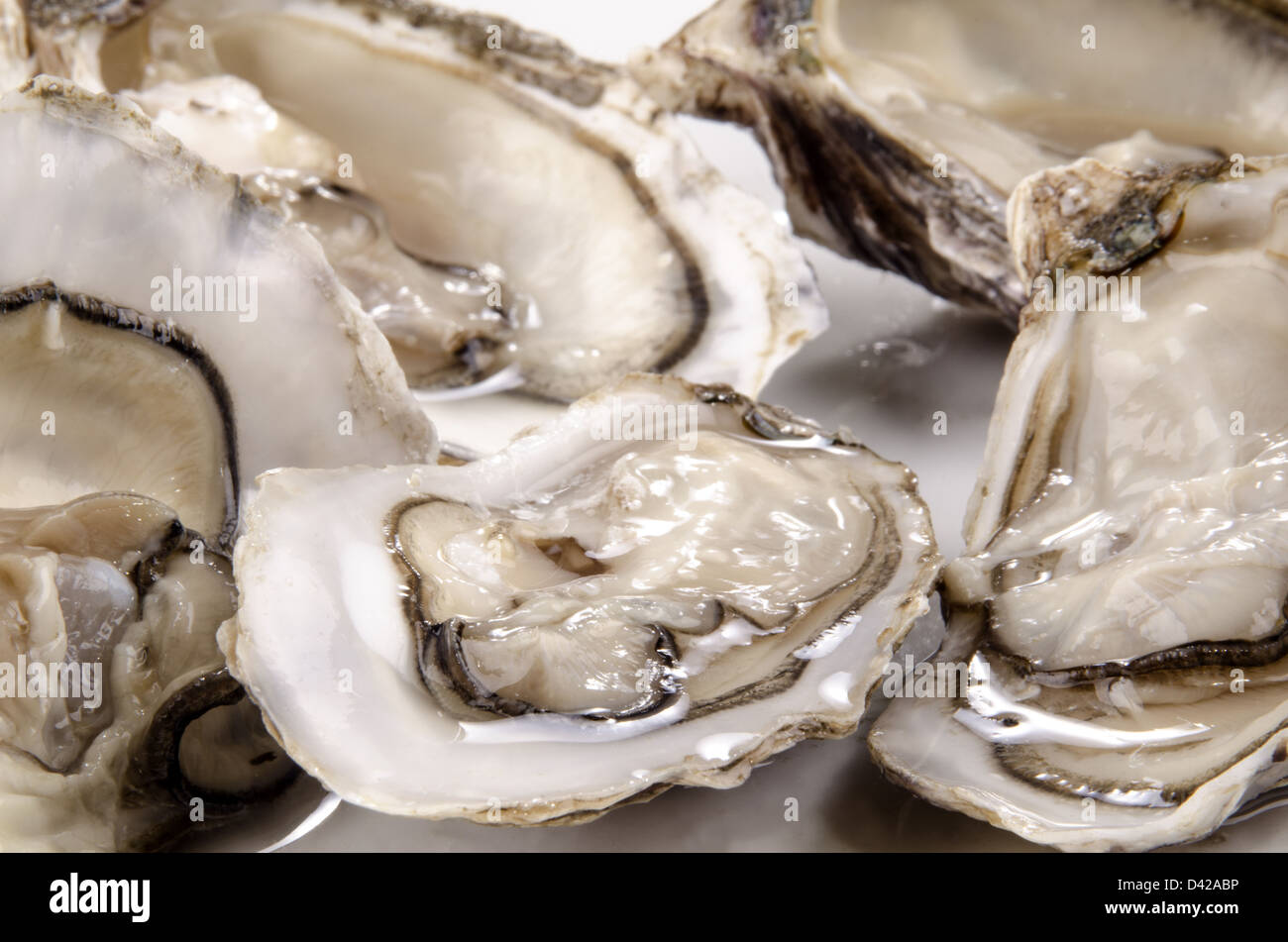 five fresh, open oysters from the west coast of Ireland Stock Photo