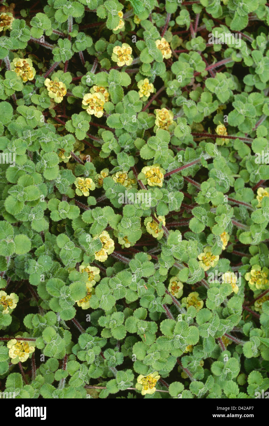 Closeup of small green ground cover plant with yellow flowers Stock