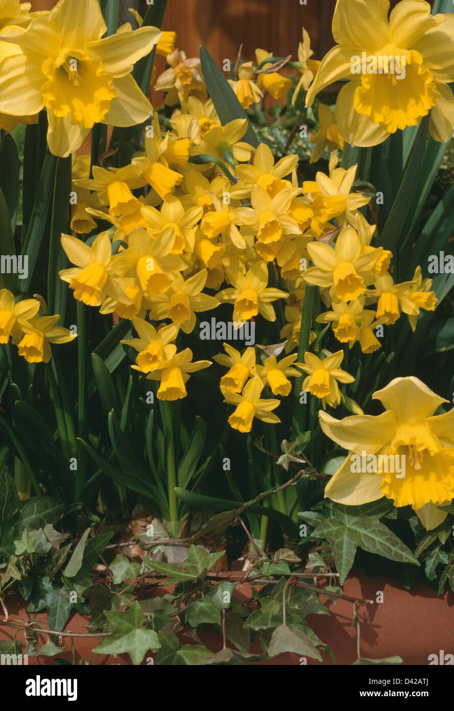 Close up of Narcissus 'Tete a Tete' with Narcissus 'February Gold' and Narcissus 'March Sunshine' Stock Photo