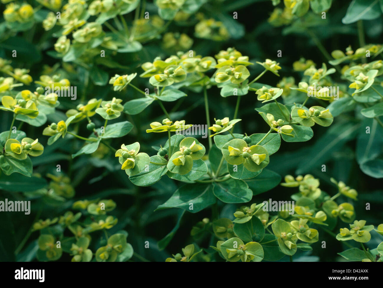 Close up of Euphorbia 'Sikkimensis' Stock Photo