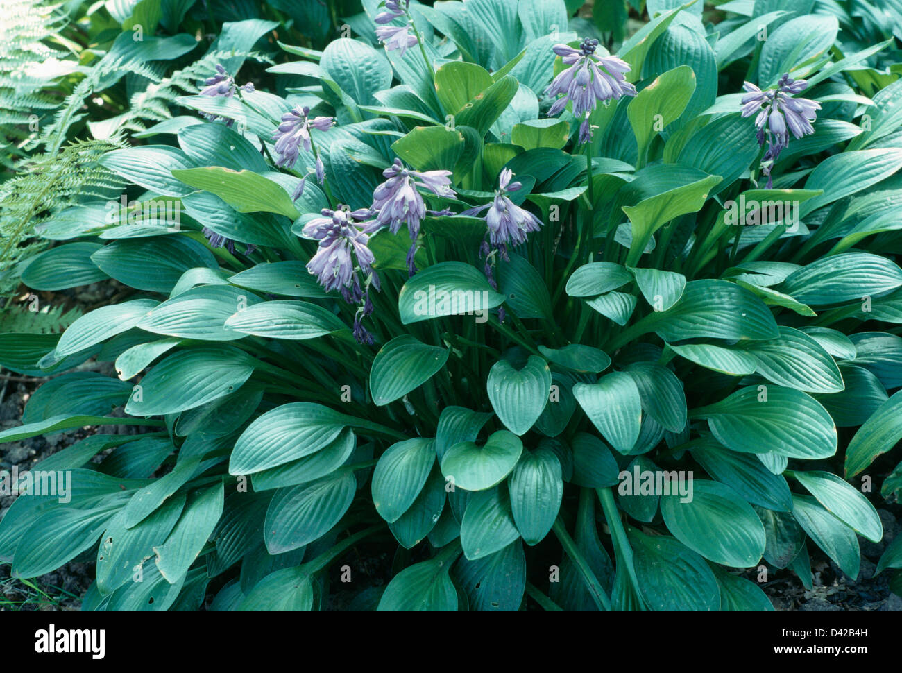 Close up of Hosta clausa "Normalis" Stock Photo