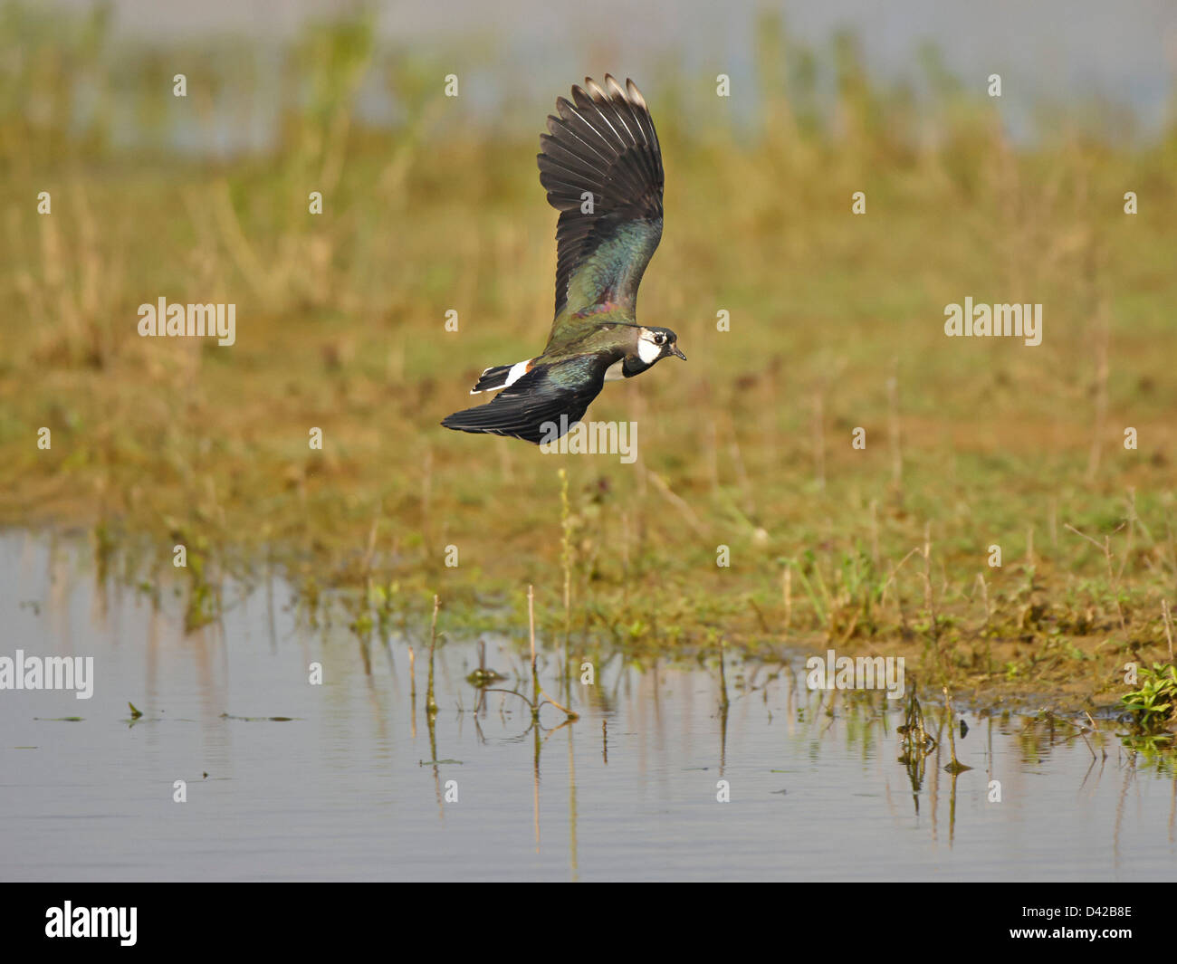 Lapwing in flight Stock Photo - Alamy