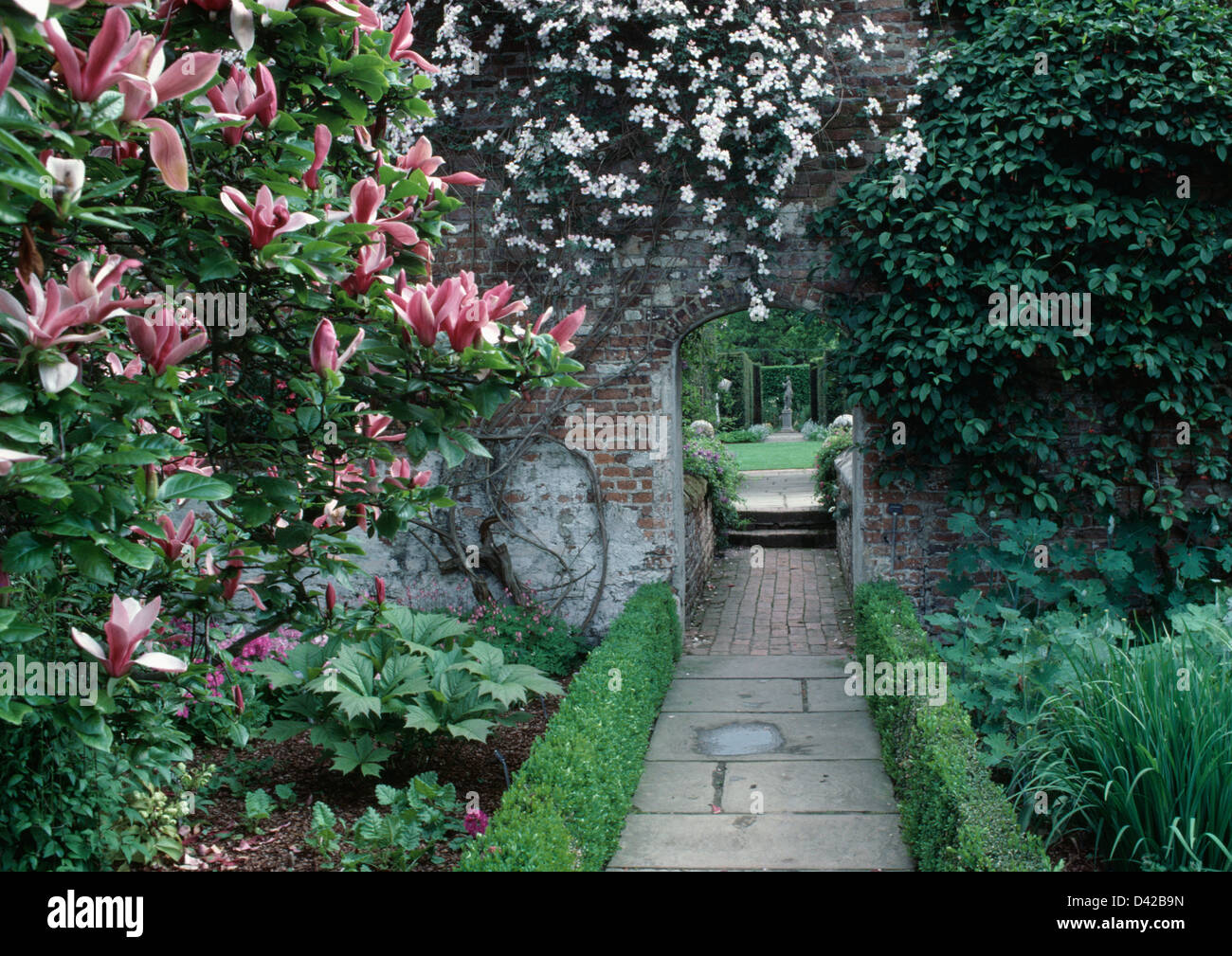 Pink Magnolia 'Liliflora' beside path in walled garden at Sissinghurst Stock Photo