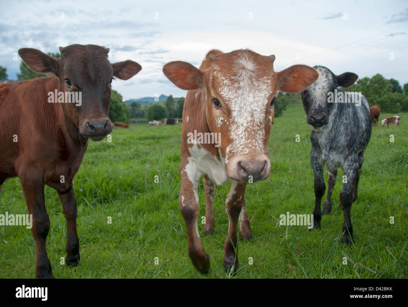 Curious Nguni calves looking at you Stock Photo