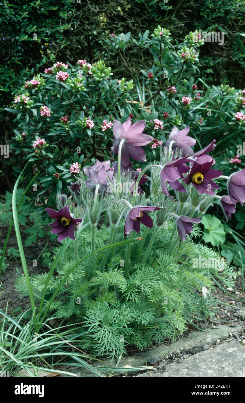 Purple pulsatilla 'Vulgaris' in spring garden border with daphne Odora 'Marginata' Stock Photo