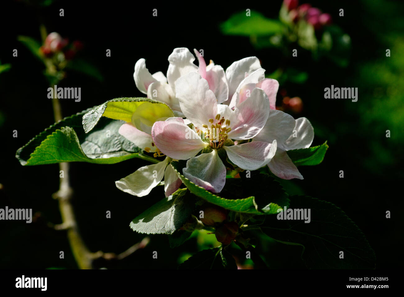 Apple blossom on Laxton's Superb tree Stock Photo