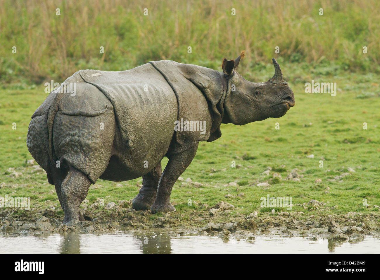 One horned Rhinoceros coming out of jungle pond, Kaziranga National Park, India. Stock Photo