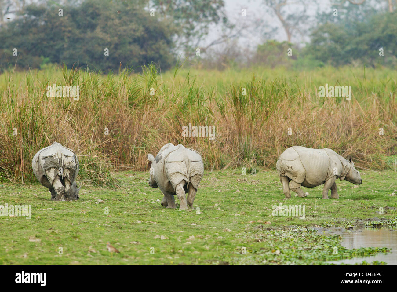one horned rhinoceros in india