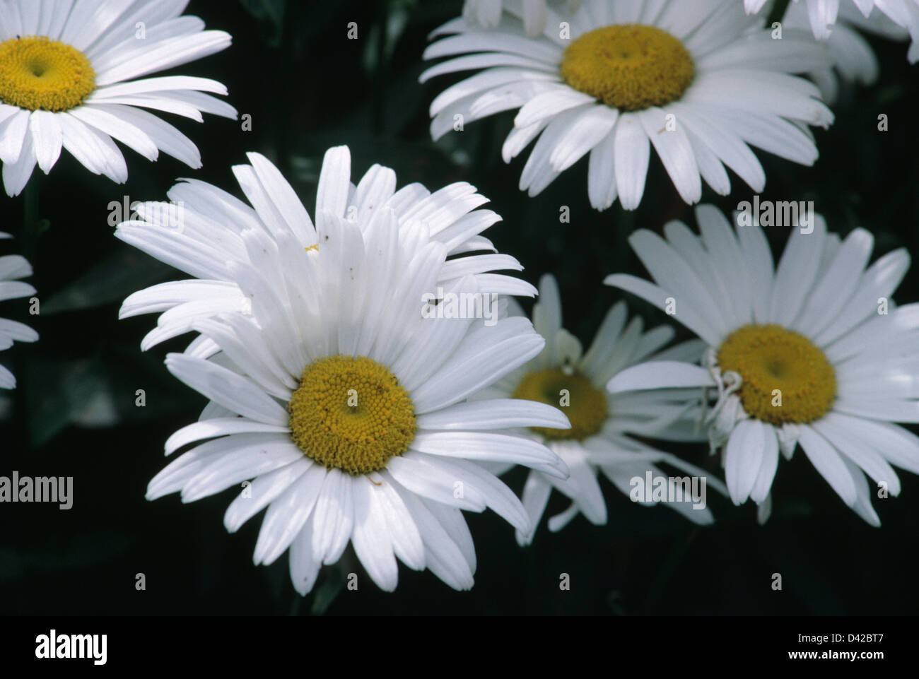 Close up of white Chrysanthemum 'Maximum' Stock Photo