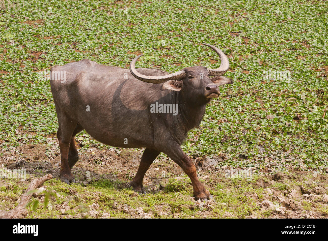 Wild Buffalo, Kaziranga National Park, India. Stock Photo