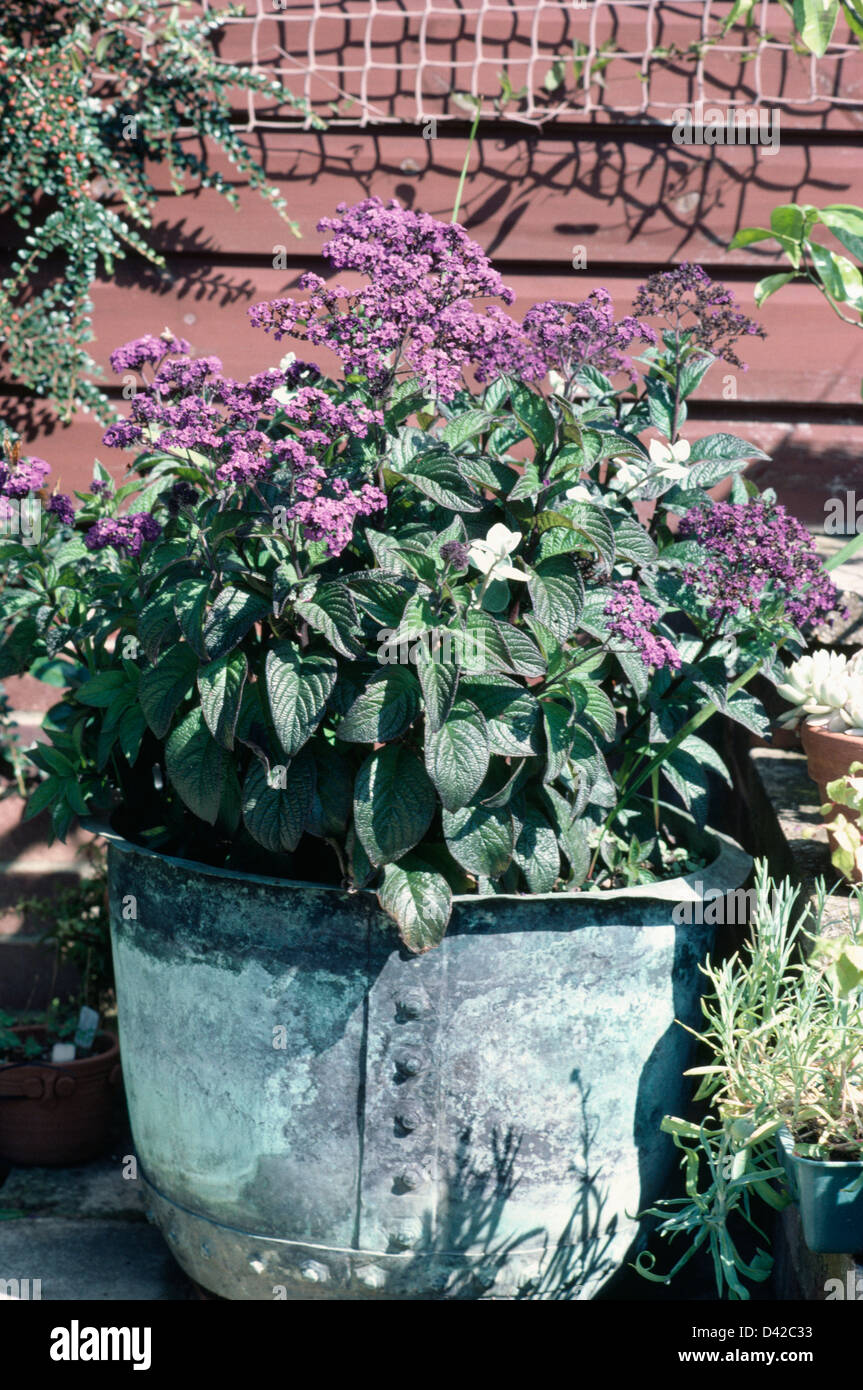 Purple Heliotropium 'Hybridum' in reclaimed copper dolly tub Stock Photo