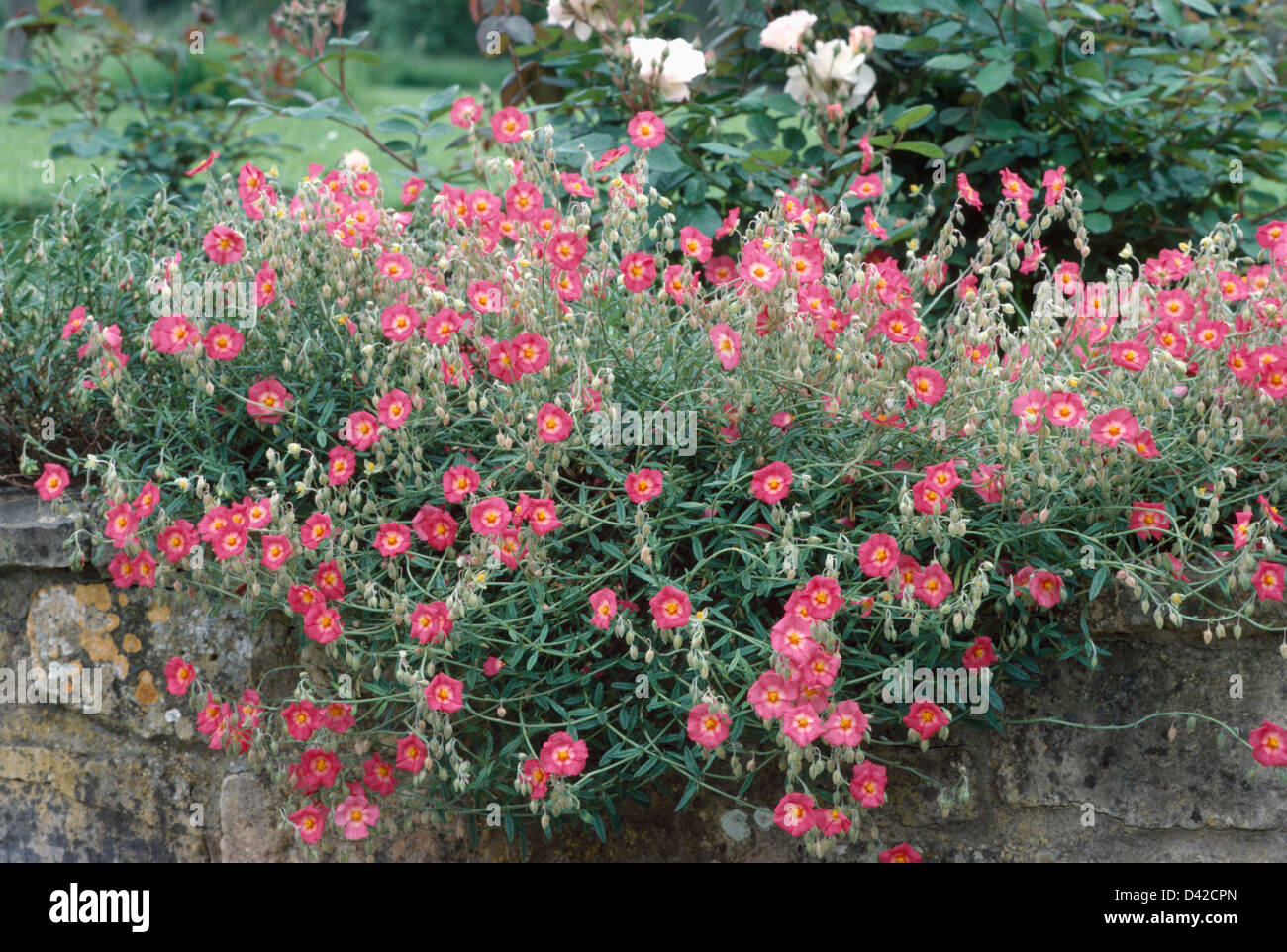 Close up of red Helianthemum nummularia 'Beech Park Scarlet' on stone wall Stock Photo